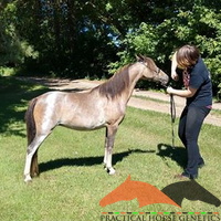 All horses