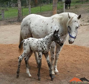 Ironhorse Star Attraction (foal)