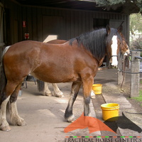 AA