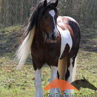 Aa