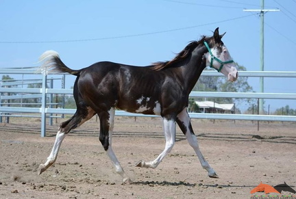 Bremerpark Shadow Gunner X Springmore Pavadotti